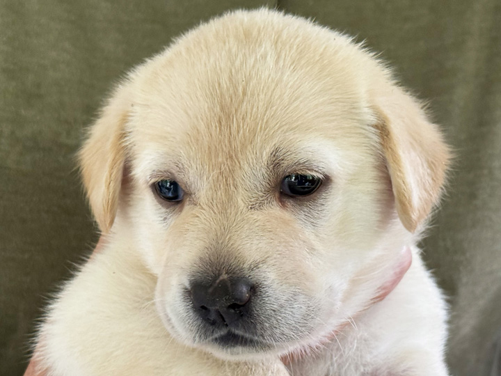 chinook puppy